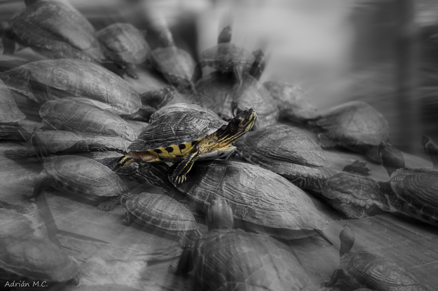 SONY DSC DSC06335d2_resize