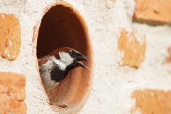 DSC00083b2_resize DSC00083b2_resize