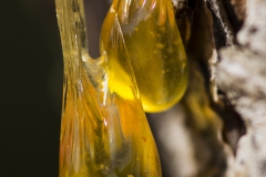 DSC00169b2_resize DSC00169b2_resize