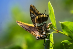 DSC00191b2_resize_resize DSC00191b2_resize_resize