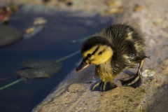 DSC00193b2_resize DSC00193b2_resize