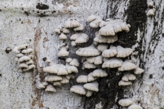 DSC00277b2_resize DSC00277b2_resize