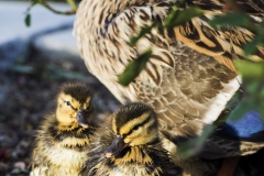 DSC00299b2_resize DSC00299b2_resize