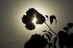 DSC00351d2_resize DSC00351d2_resize