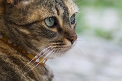 DSC00364c2_resize DSC00364c2_resize