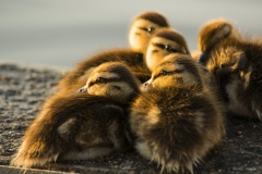 DSC00661b2_resize DSC00661b2_resize