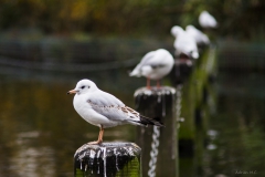 DSC01825b2_resize DSC01825b2_resize