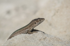 DSC02052b2_resize DSC02052b2_resize