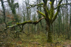 DSC02647b2_resize DSC02647b2_resize