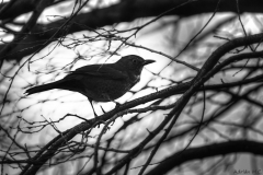 DSC04655_tonemappedc2_resize DSC04655_tonemappedc2_resize