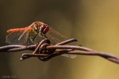 DSC04695c2_resize DSC04695c2_resize