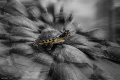 DSC06335d2_resize DSC06335d2_resize