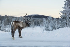 DSC07398b2_resize DSC07398b2_resize