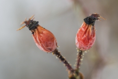 DSC07446b2_resize DSC07446b2_resize