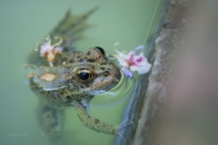 DSC08098b2_resize DSC08098b2_resize