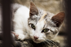 DSC08795b2_resize DSC08795b2_resize