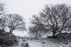 Adrián Morales Adrián Morales