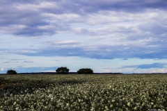 Adrián Morales Adrián Morales